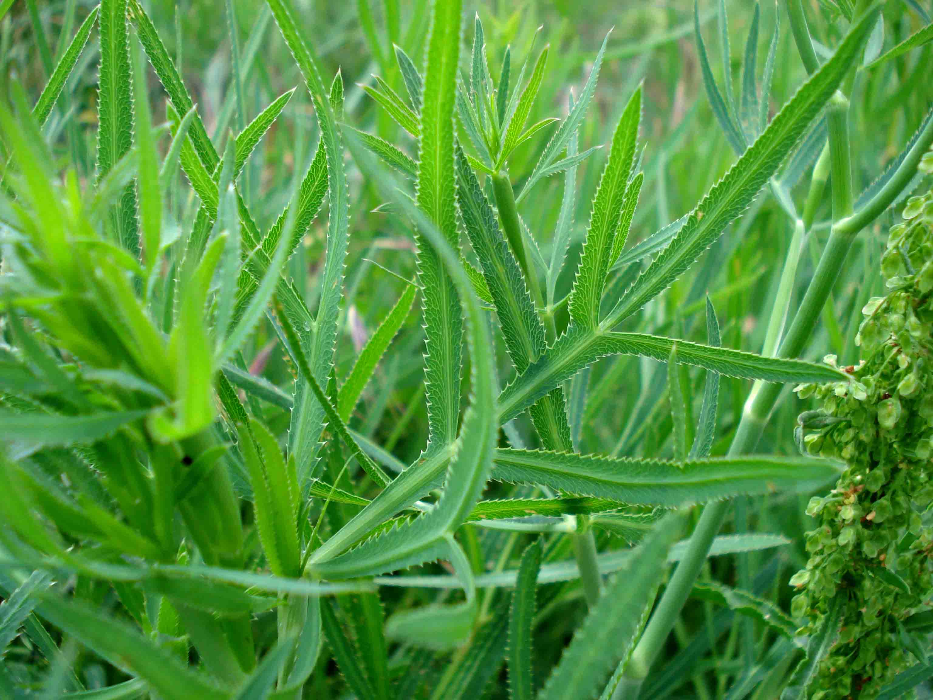 Falcaria vulgaris
